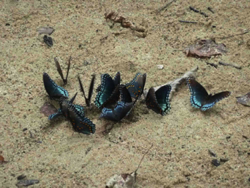 Red-spotted Purple - Puddling